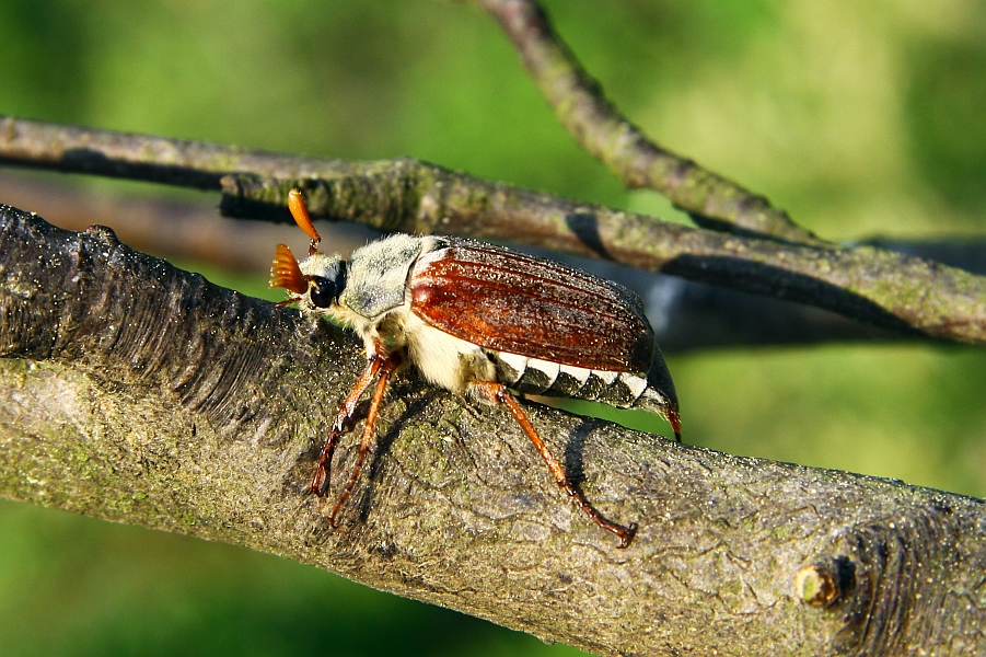 Melolontha melolontha (Feldmaikäfer)