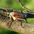 Melolontha melolontha (Feldmaikäfer)