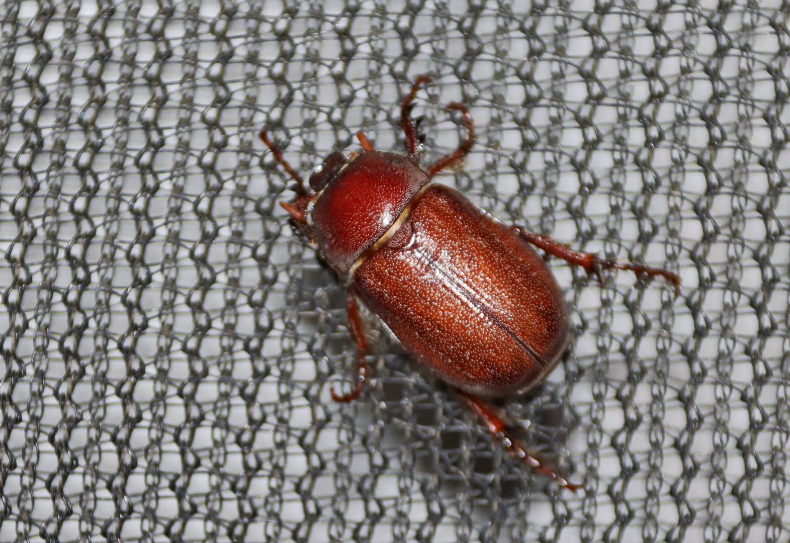 Melolonthinae Foto & Bild natur, afrika, insekten Bilder auf