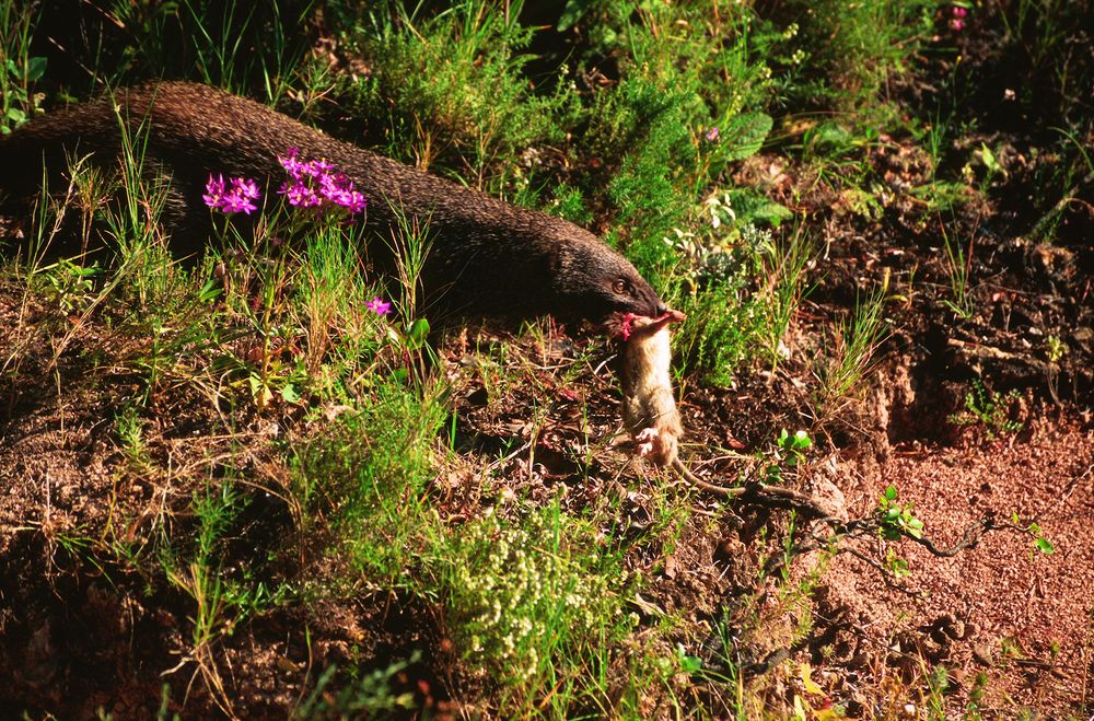 Melón cazando