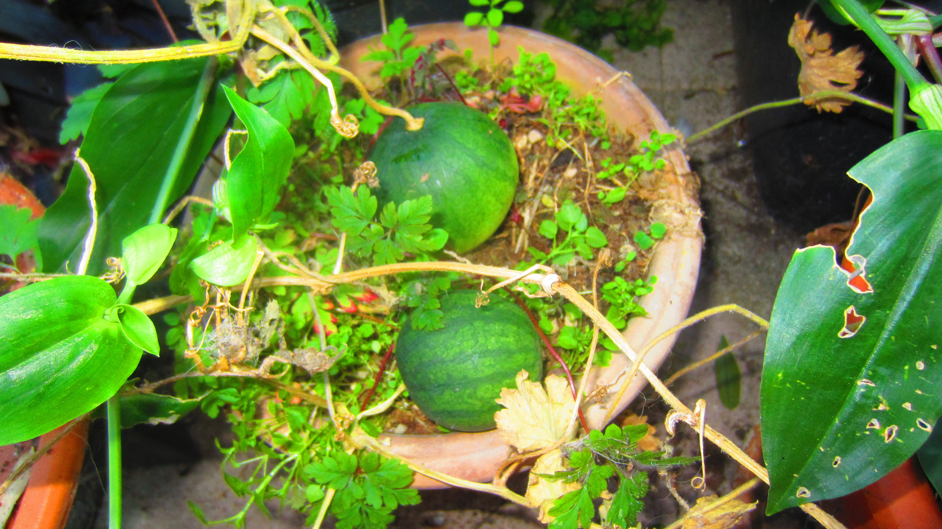 Melonen im Blumentopf