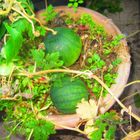 Melonen im Blumentopf