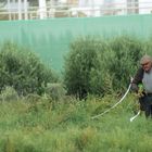 Melonenbauer auf der Insel KOS in Griechenland