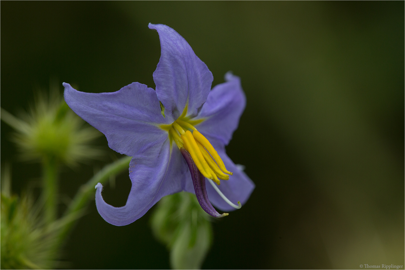 Melonenblätriger Nachtschatten (Solanum citrullionlium).