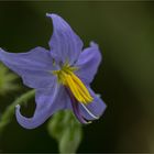 Melonenblätriger Nachtschatten (Solanum citrullionlium).