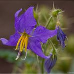 Melonenblatt-Nachtschatten (Solanum citrullifolium)....