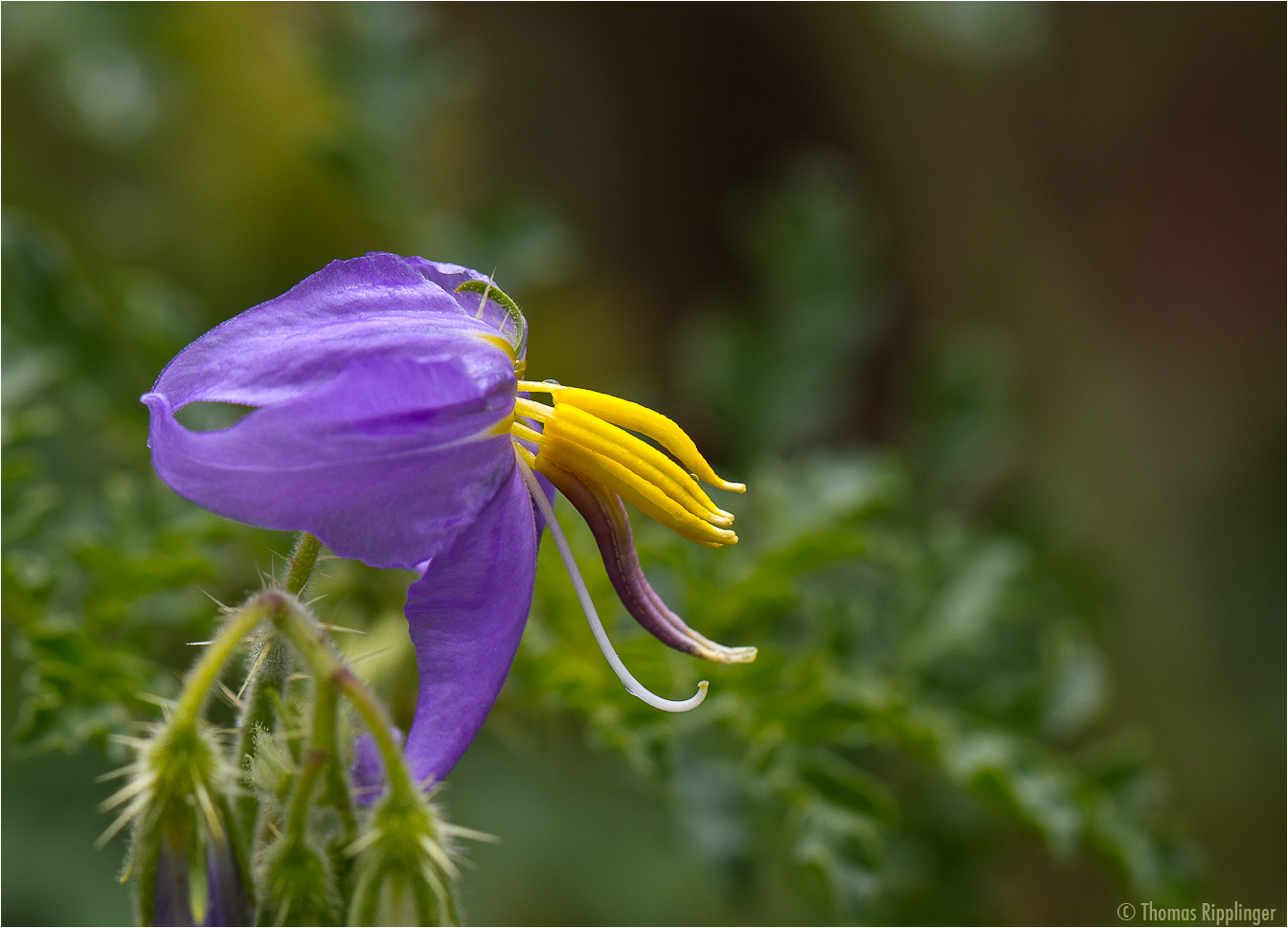 Melonenblatt-Nachtschatten (Solanum citrullifolium) ..