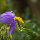 Melonenblatt-Nachtschatten (Solanum citrullifolium) ..