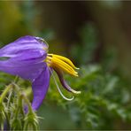 Melonenblatt-Nachtschatten (Solanum citrullifolium) ..