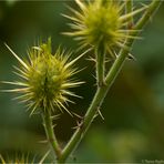 Melonenblatt-Nachtschatten (Solanum citrullifolium) .