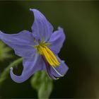 Melonenblatt-Nachtschatten (Solanum citrullifolium)