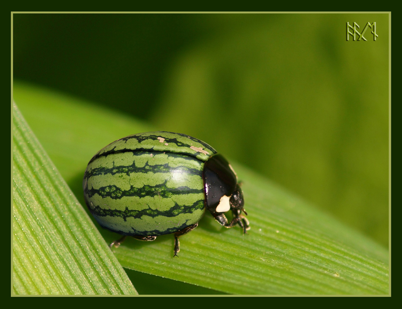 Melonenkäfer Foto &amp; Bild | fun-montagen, quatsch &amp; fun, fun Bilder auf ...