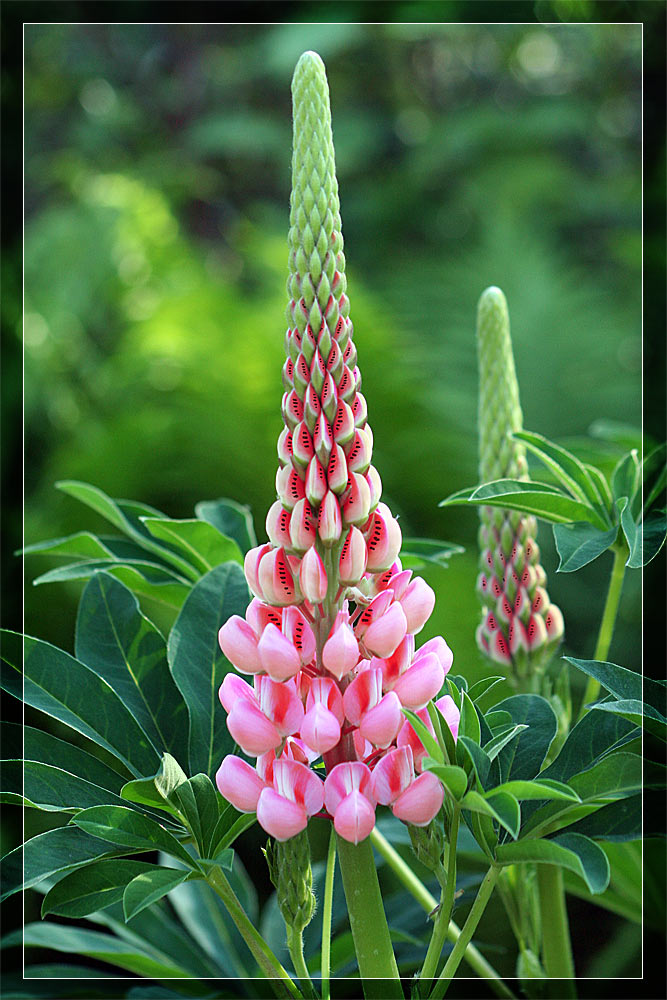 Melonenlupine