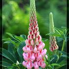 Melonenlupine