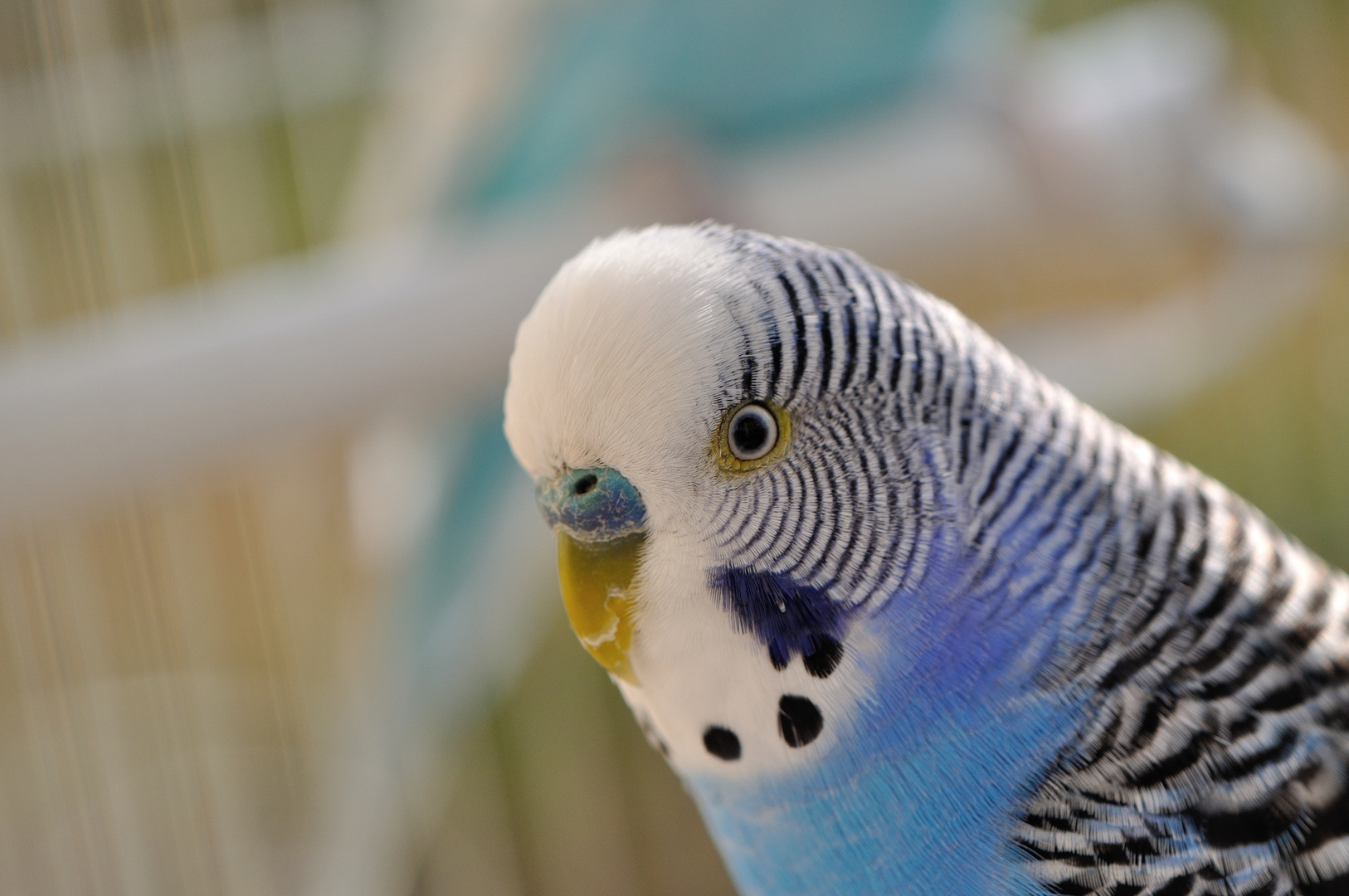 Melopsittacus Undulatus