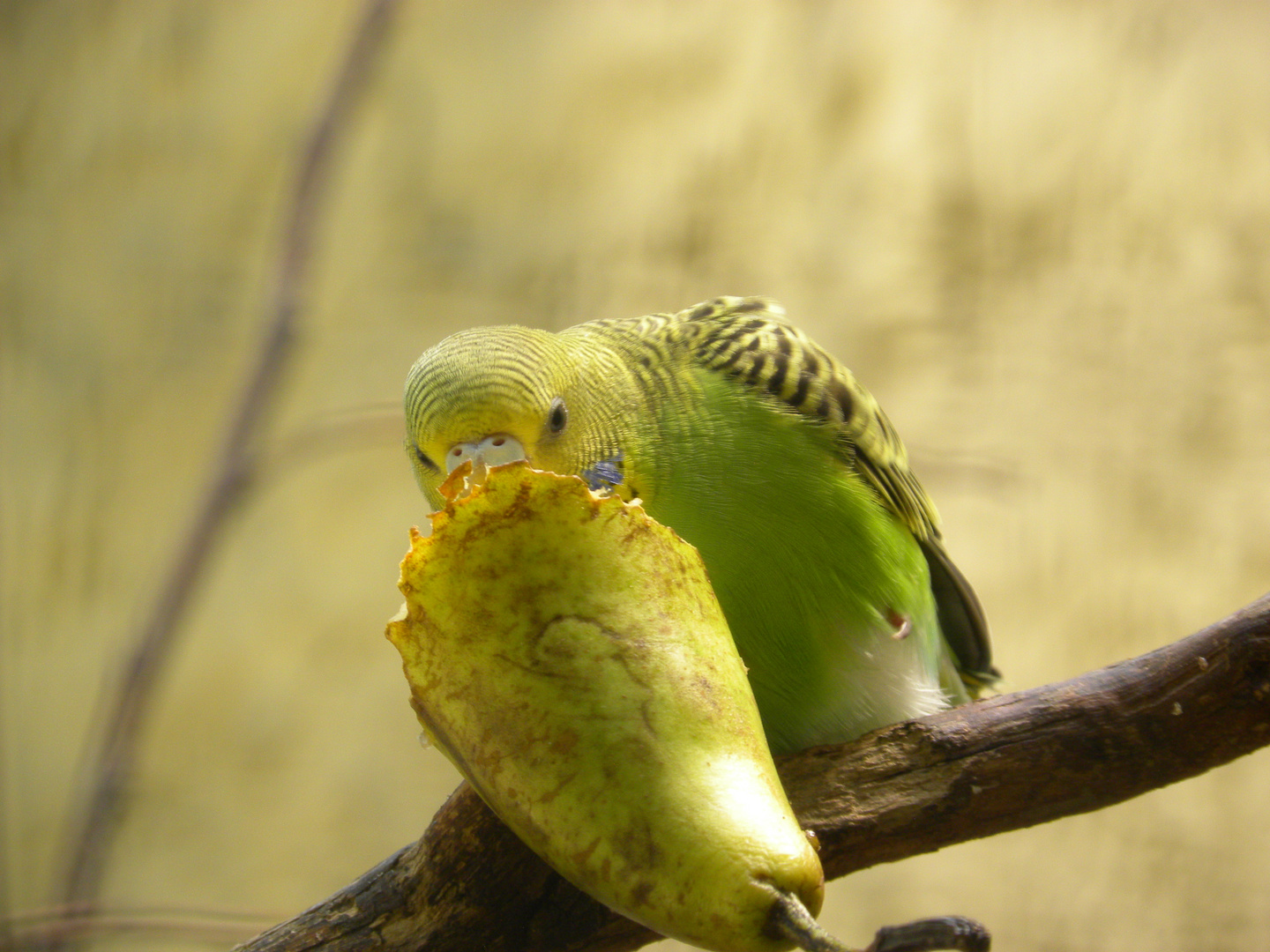 Melopsittacus undulatus