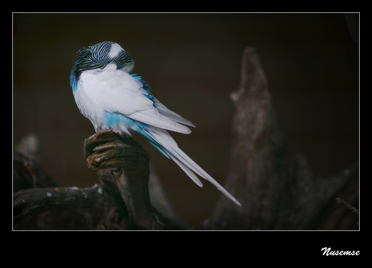 Melopsittacus undulatus I