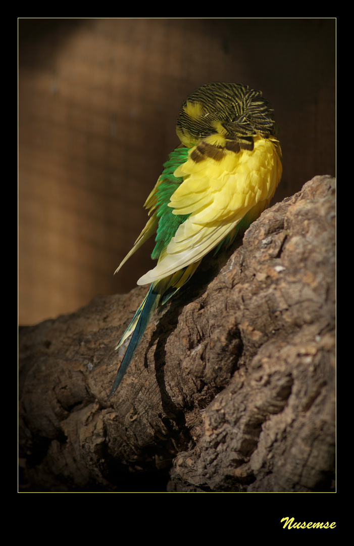 Melopsittacus undulatus II