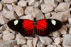 Melpomene Longwing (Heliconius melpomene ecuadorensis)