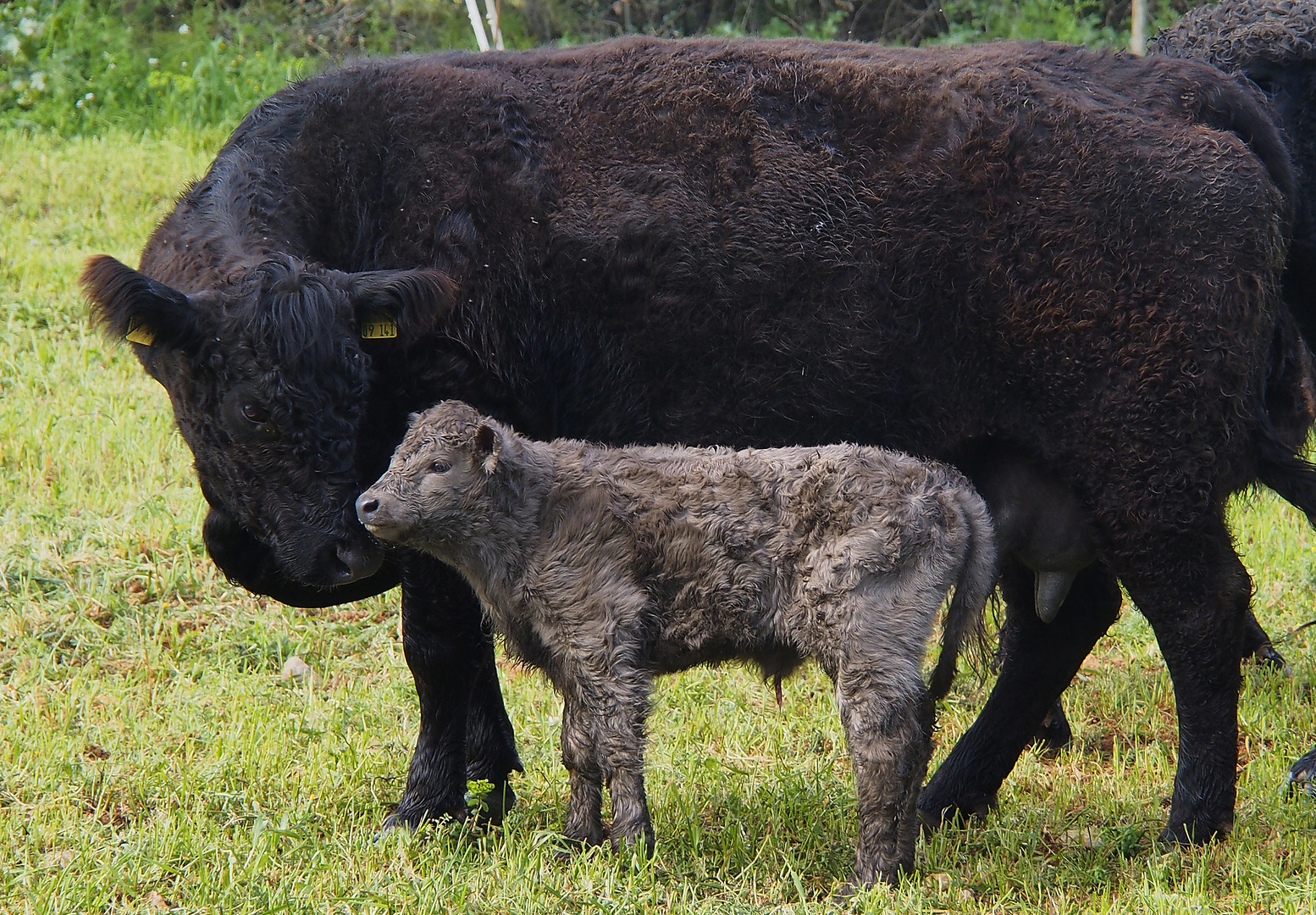 Melrose de Mas Armengol, just born!