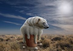 Melting polar bear