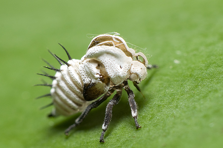 Membracis lunata (cuerpo abandonado)