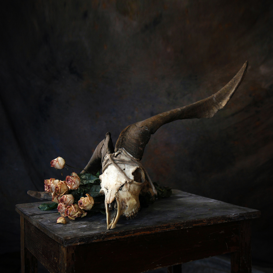 Memento Mori Foto Bild Stillleben Tiere Motive Bilder Auf Fotocommunity
