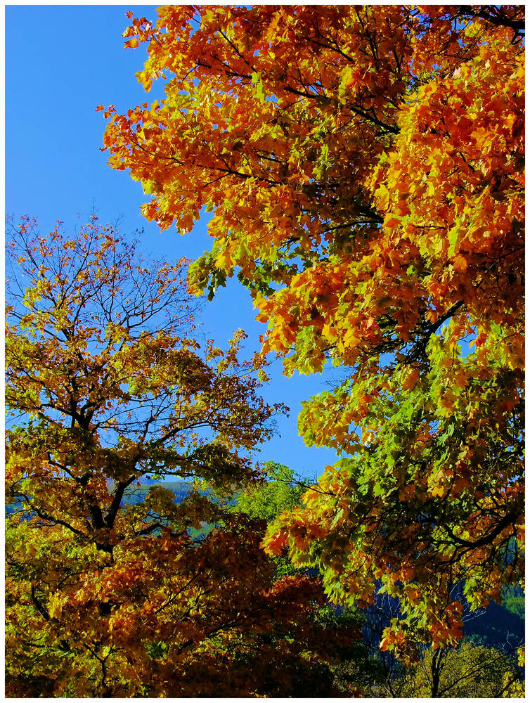 Mémoire d'automne...