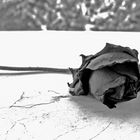 Memoria di una Rosa