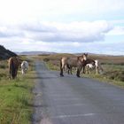 Memories of Connemara