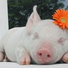 User Profile Photo