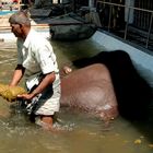 Men at work 100 - Animal keeper