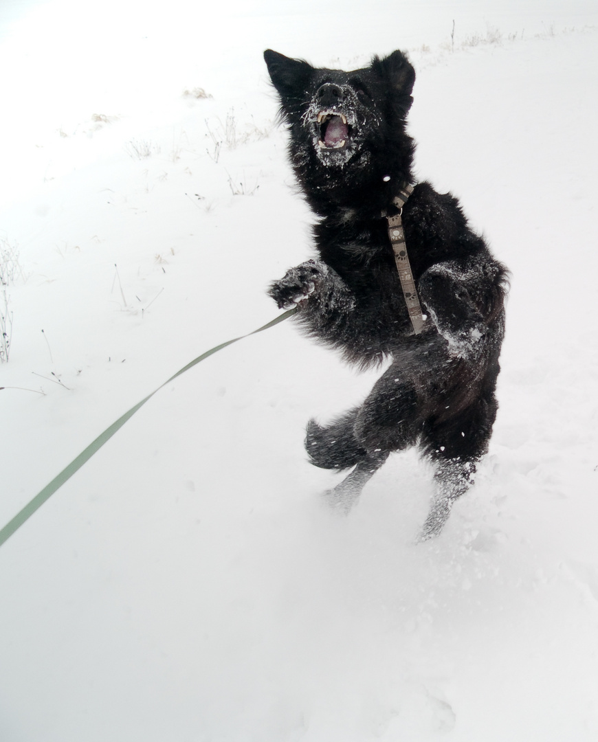 Men Hund beim Schneeballfangen