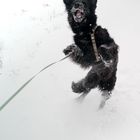 Men Hund beim Schneeballfangen