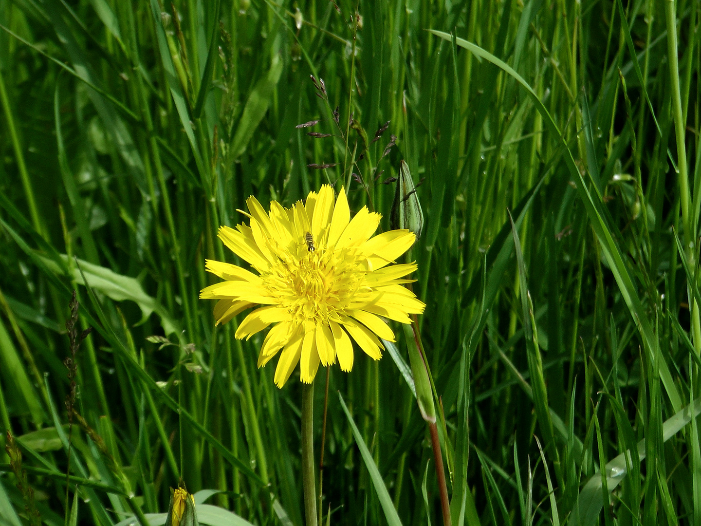 Men Mittwochsblümchen .