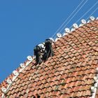 Men on roof