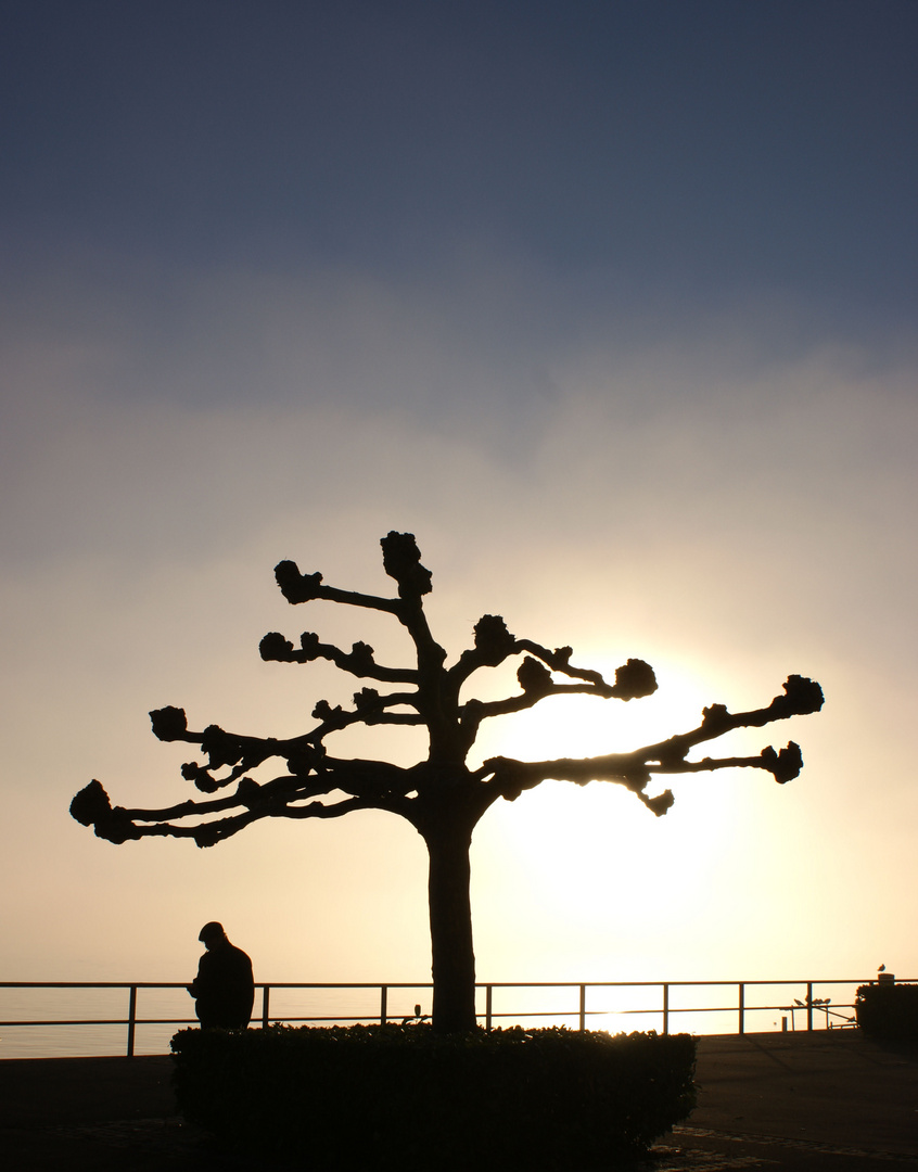 Men under fog tree