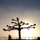 Men under fog tree