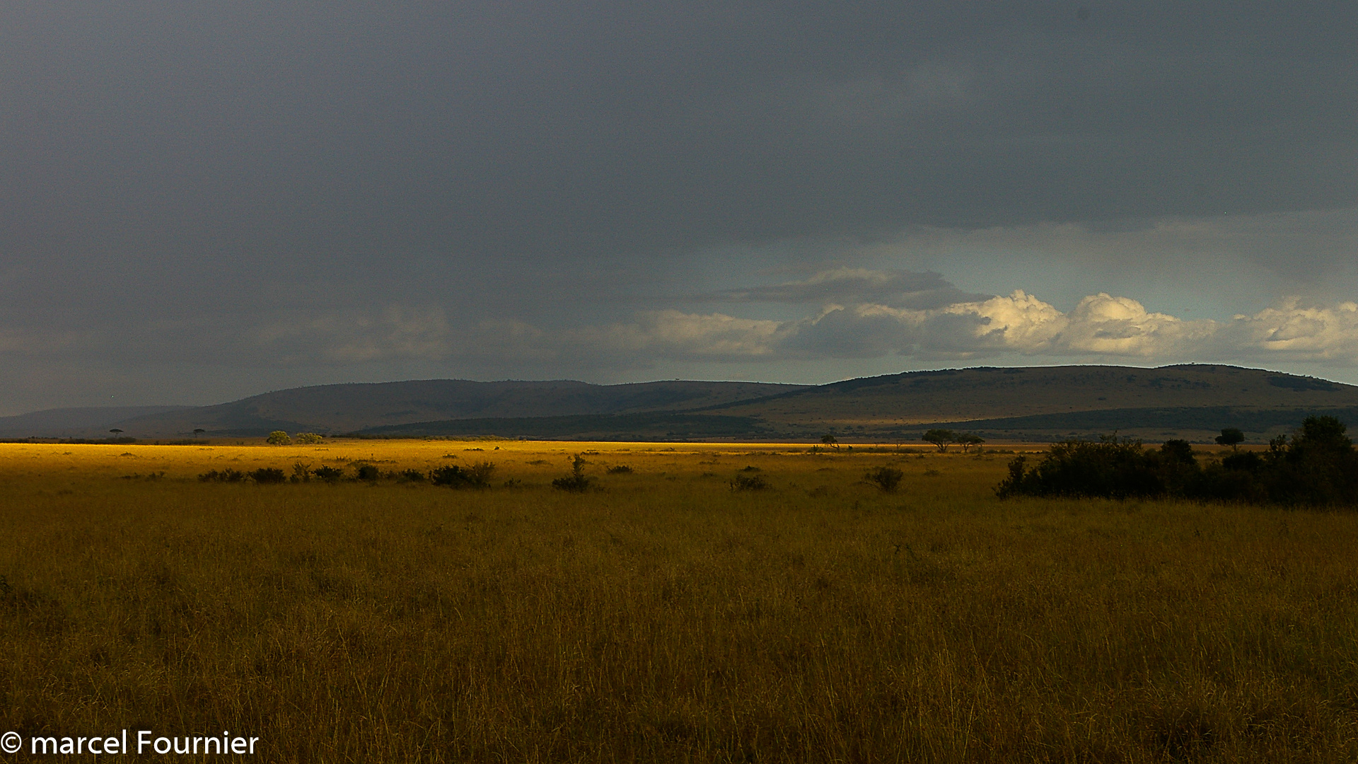 Menace sur le Masaï Mara.