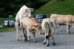 Menage à trois