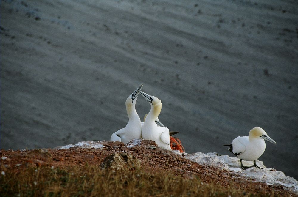 Ménage-à-trois