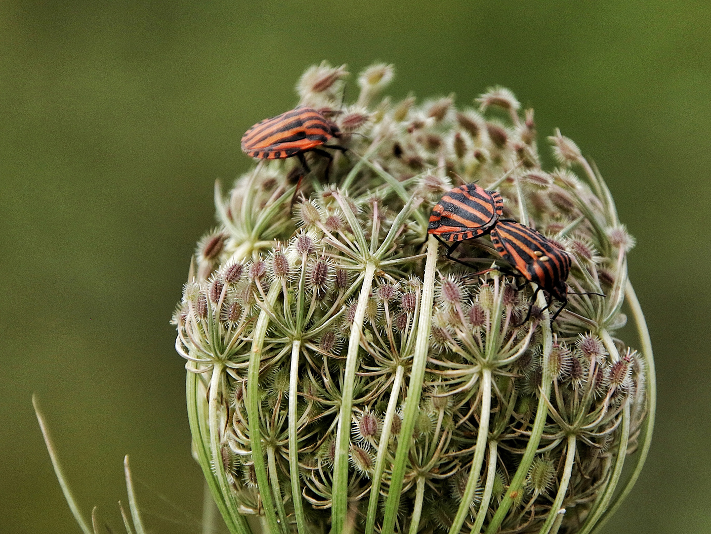 ménage à trois !