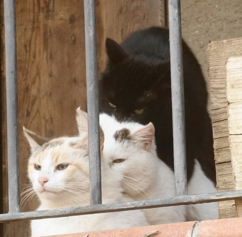 Ménage à trois