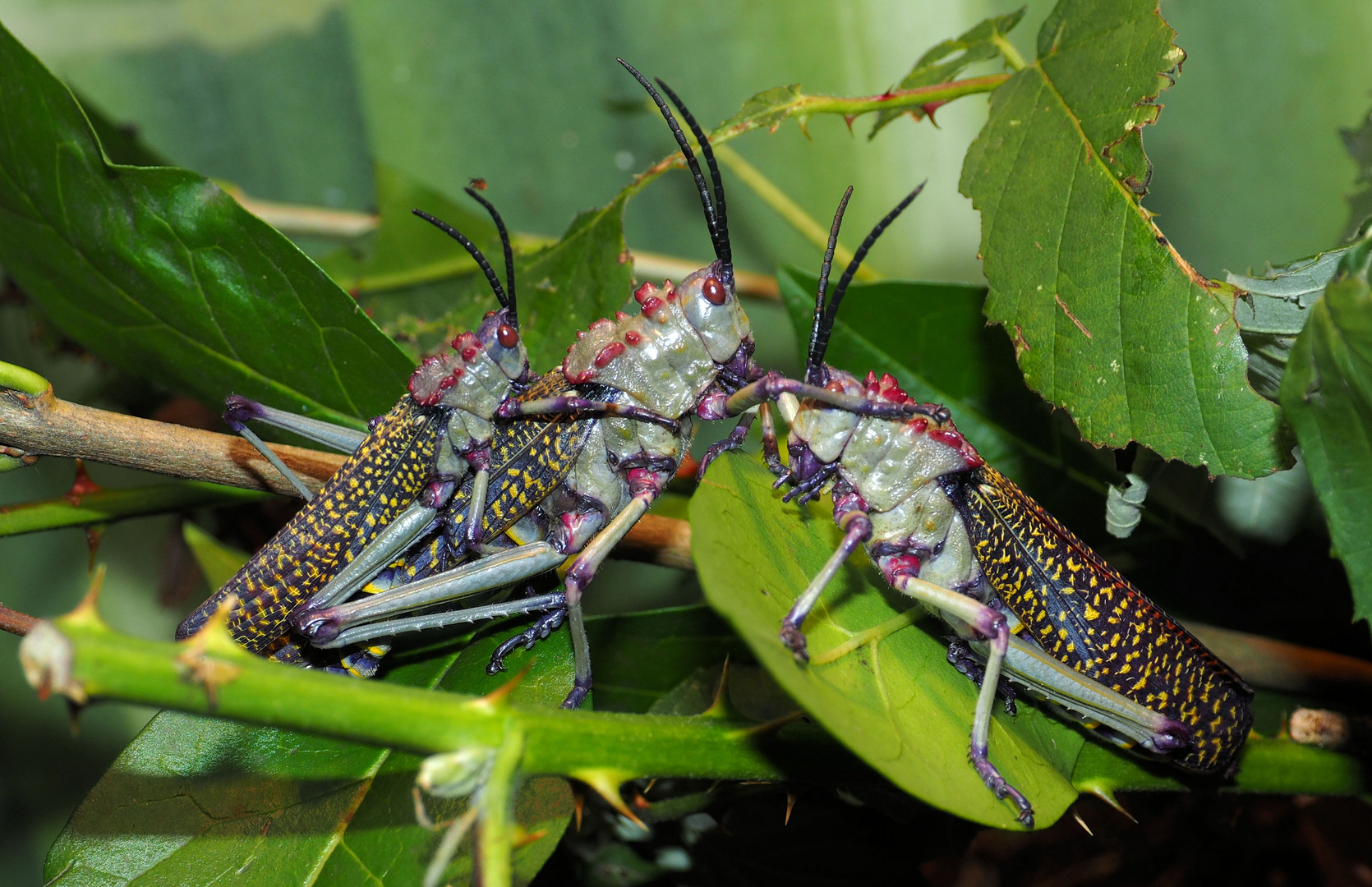 ménage à trois