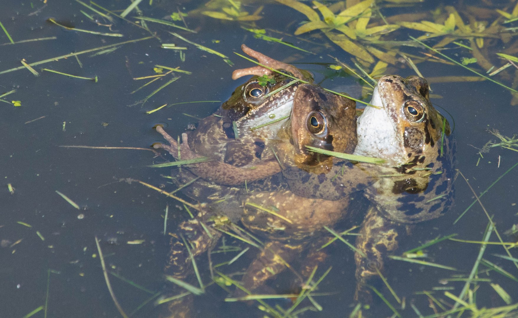 Menage a trois  