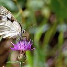 Menalargia Lachesis