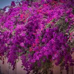 Menara Garden I - Marrakesch/Marokko