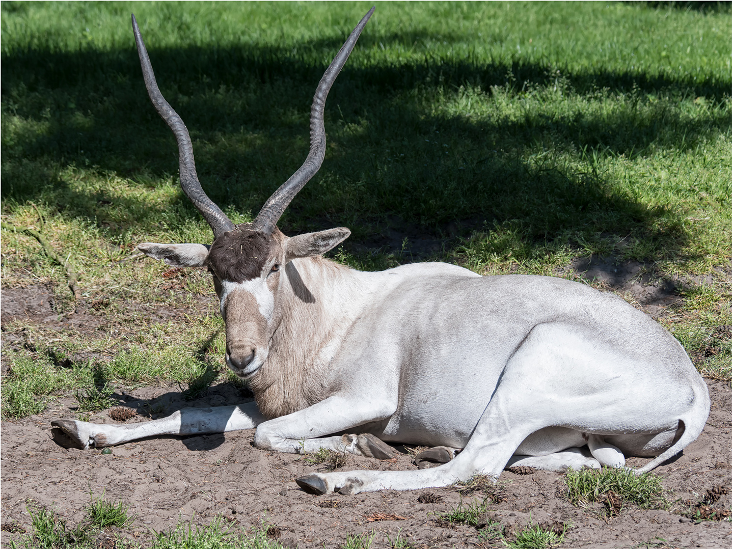 Mendesantilope