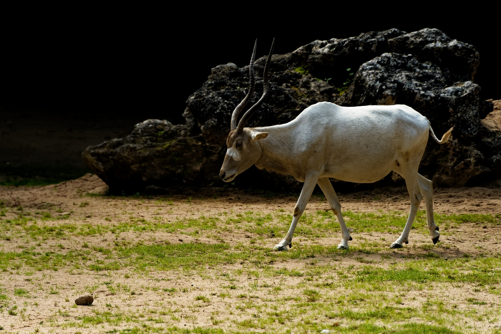 Mendesantilope