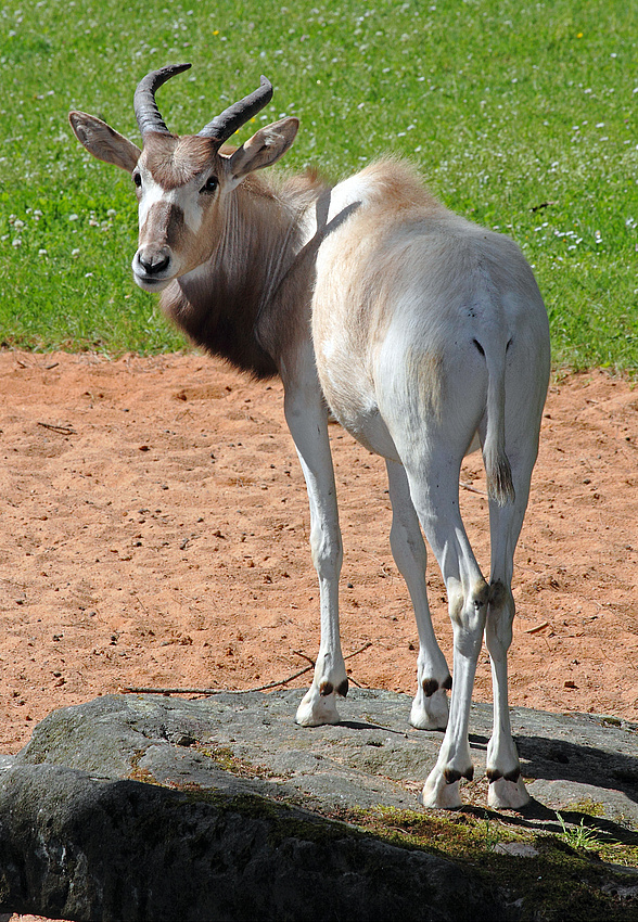 Mendesantilope (+ Tierinfo)